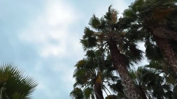 Φύλλα Της Παλάμης Λικνίζονται Στον Άνεμο Ενάντια Έναν Γαλάζιο Ουρανό — Αρχείο Βίντεο