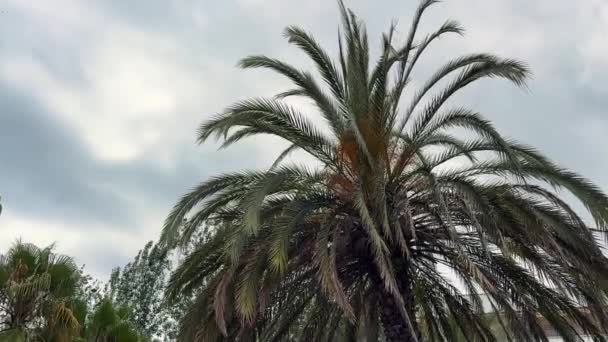 Palm Leaves Sway Wind Blue Sky — Video Stock