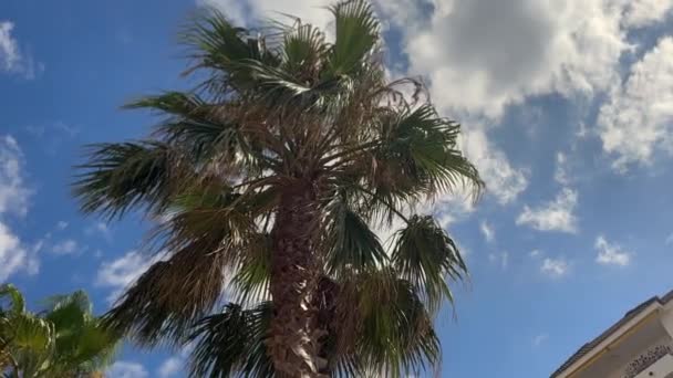 棕榈叶迎着蓝天在风中摇曳 — 图库视频影像