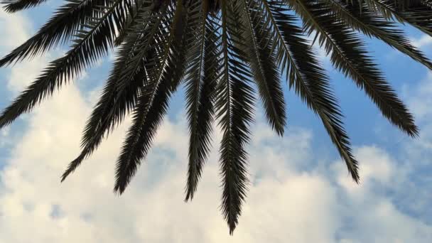 Пальмове Листя Ширяє Вітрі Блакитне Небо — стокове відео