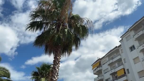 棕榈叶迎着蓝天在风中摇曳 — 图库视频影像