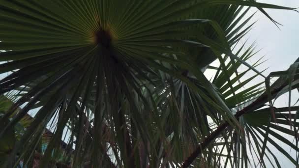 Palm Leaves Sway Wind Blue Sky — Video Stock