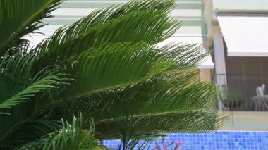 Palm leaves sway in the wind against a blue sky