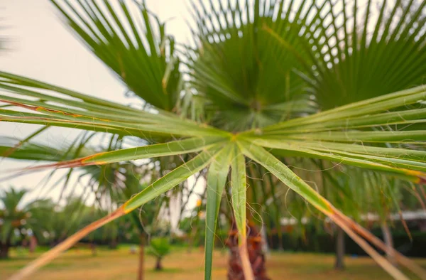 Palmbomen Tegen Hemel Toerisme — Stockfoto