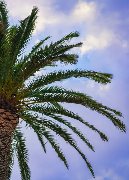Des Palmiers Contre Ciel Concept Tourisme — Photo