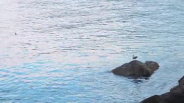 Dalgalar kayalık kıyıya çarpar. Kristal turkuaz denizli güzel deniz manzarası. 