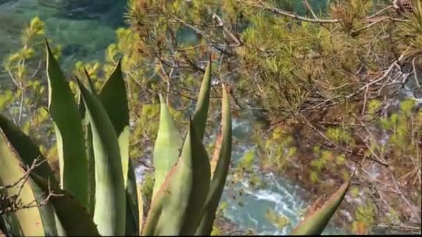 Kaktüs Sedir Dalları Kristal Turkuaz Bir Denizle Kayalık Bir Sahilde — Stok video