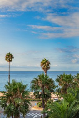 Yaz plajının arka planında palmiye ağaçları