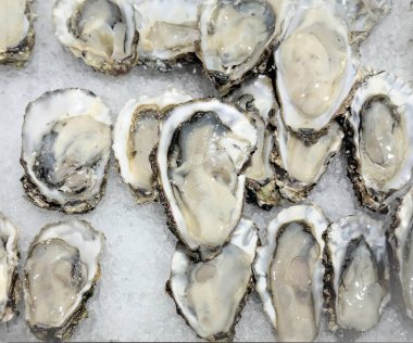 Ezilmiş buzlu taze istiridye. Yukarıdan görüntüle