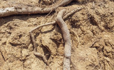 Uçurumdaki Katmanlı Kaya 'ya Ağaç Kökleri ile Yaklaş