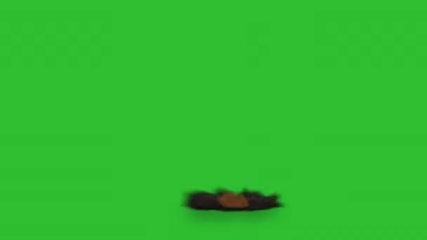 Spectacular Bomb Explosion Green Screen — Stock Video