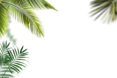 Beyaz arkaplanda palmiye yaprağı