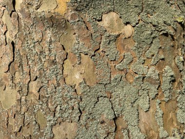 Soyut arkaplan. Eski ağaç kabuğunun yapısı