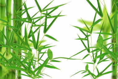 Palm leaves on transparent background