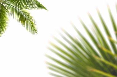 Palm leaves on transparent background