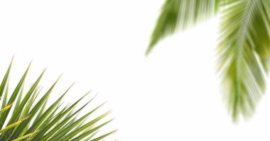 Palm leaves on transparent background