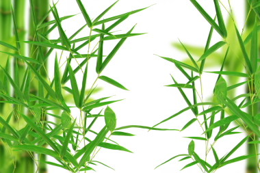 Şeffaf arkaplanda bambu yaprakları 