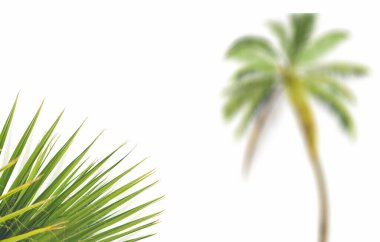 Palm leaves on transparent background