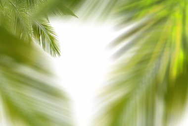Palm leaves on transparent background