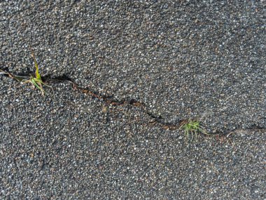 Çatlak bir asfalt yüzeyine yakın plan, çatlaktan çıkan küçük yeşil çimenler.