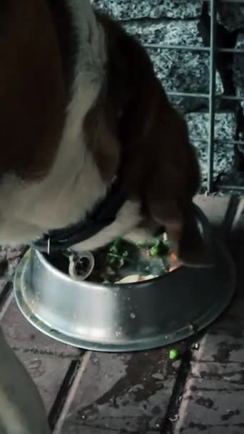 Trefärgad Hund Äter Spännande Hundmat Från Metallplatta Ett Vackert Lusthus — Stockvideo