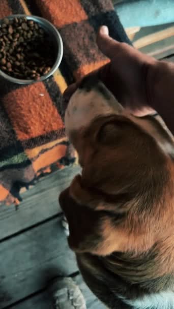 Trójkolorowy Pies Entuzjazmem Zjada Karmę Dla Psów Rąk Właścicieli Ramka — Wideo stockowe