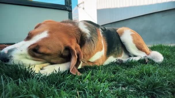 トリコロール犬は緑の芝生に綿のウールの一部を熱狂的に彫っています 高品質でした クローズアップ 横方向ビデオ — ストック動画