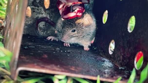 Șoarece Câmp Gri Înspăimântat Intrat Într Capcană Umană Șoarecelui Vrea — Videoclip de stoc