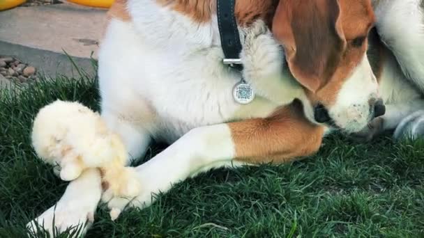 トリコロール犬は緑の芝生に柔らかいおもちゃを熱狂的に噛み付いています 高品質でした クローズアップ 横方向ビデオ — ストック動画
