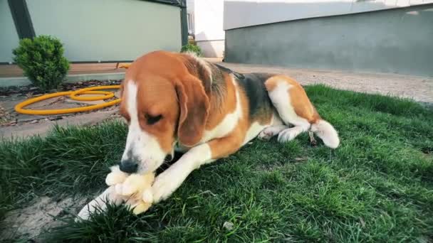Trójkolorowy Pies Entuzjazmem Gryzie Miękką Zabawkę Zielonym Trawniku Wysokiej Jakości — Wideo stockowe