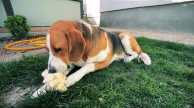 Üç renkli bir köpek yeşil çimenlikteki yumuşak bir oyuncağı hevesle kemiriyor. Yüksek kalite. Genel plan. Yatay video