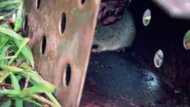 一只灰色受惊的田鼠陷入了一个人道的捕鼠器 不想逃跑 她被烟熏香肠的味道所吸引 陷入了一个人道的捕鼠器 高质量的4K镜头 — 图库视频影像