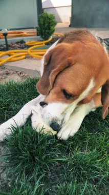 Üç renkli bir köpek yeşil çimenlikteki yumuşak bir oyuncağı hevesle kemiriyor. Yüksek kalite. Ortam planı