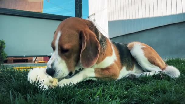 Trefärgad Hund Gnager Entusiastiskt Mjuk Leksak Grön Gräsmatta Hög Kvalitet — Stockvideo
