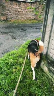 Çok renkli şirin bir köpek sokakta uzun bir tasmayla yürüyor. Bir çit ve çimenler görülebilir. Dikey video. Yüksek kalite 4k görüntü