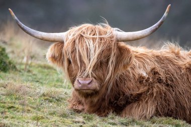 highland cow sat in a field watching giving you the eye, 