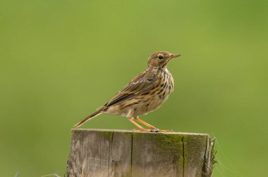 Meadow pipit standing on a post with green background