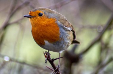 Robin kışın Hawthorn dalında