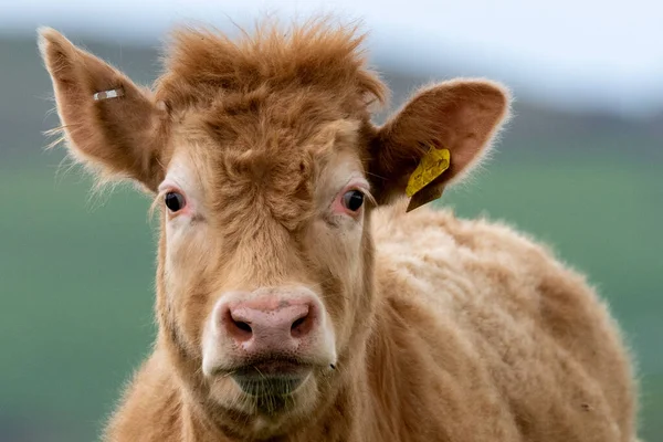 毛茸茸的母牛在长着粘粘耳朵的田里 — 图库照片