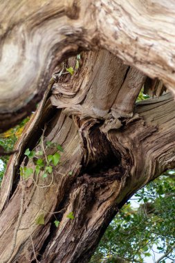 Eski ağaç doku arka plan