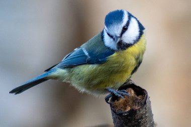 A blue tit perching on a stump