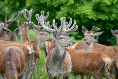 Kadifeli kırmızı geyik  