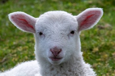 Bahar güneşinin tadını çıkaran bir kuzu 
