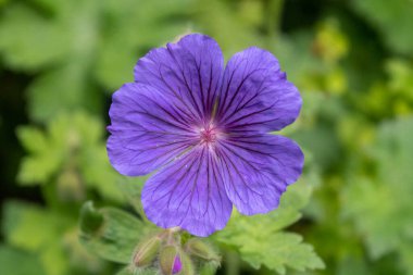 Çiçek açmış bir Geranium ibericum. 