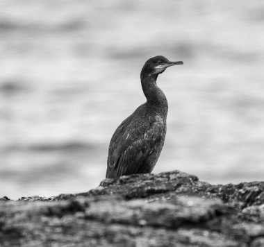 A cormorant standing on a rock with the sea in the background.