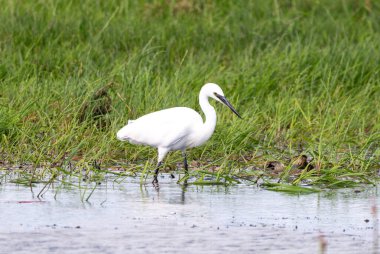 Suda duran küçük bir balıkçıl