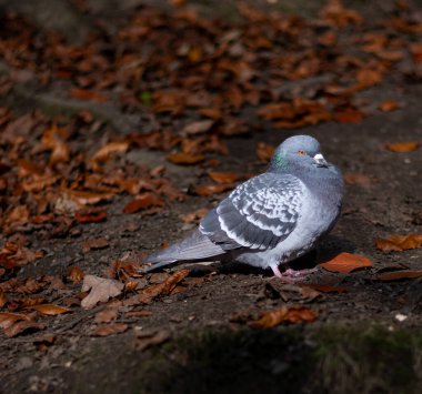 Güneşin altında duran bir güvercin. 