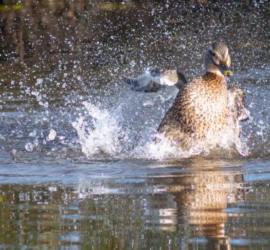 Ördek güzelce yıkanıp etrafa sıçrıyor.