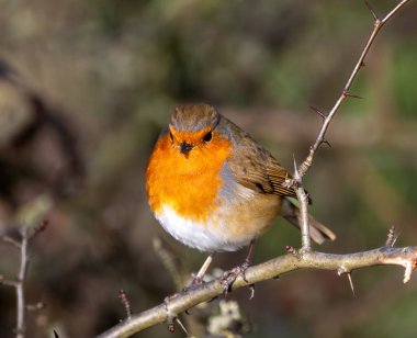 Sabahın köründe tünekte bir bülbül..