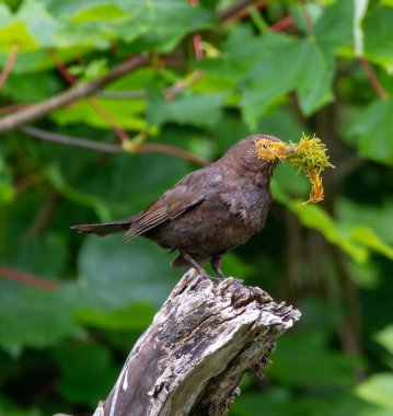 Yüzünde yosun olan dişi siyah kuş göremiyor. 